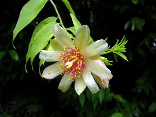 Barbados Gooseberry Bonsai