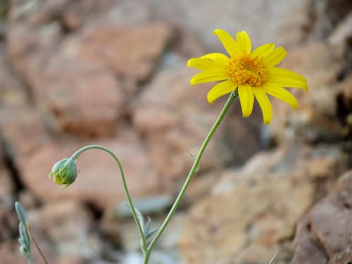 Hairyseed Bahia