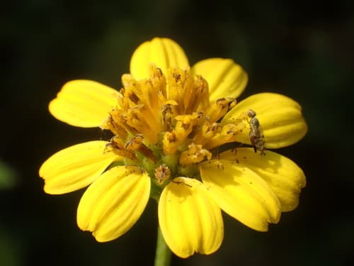 sea daisy