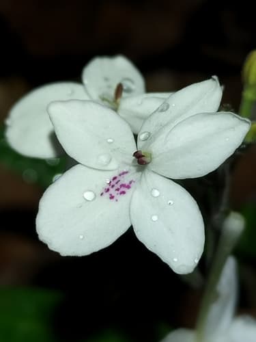 Pastel Flower