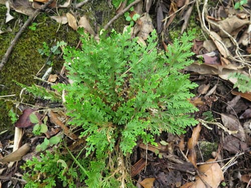 Pale Spikemoss