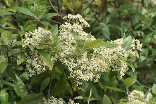 Musk Daisy-bush
