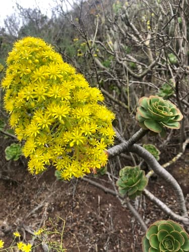 Tree Aeonium