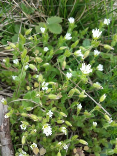 Dwarf Mouse-ear
