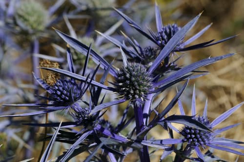 Italian Eryngo Bonsai