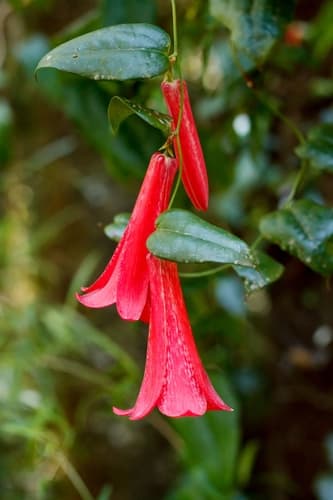 Chilean Bellflower