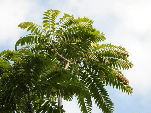 Tun tree