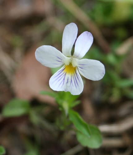American Field Pansy