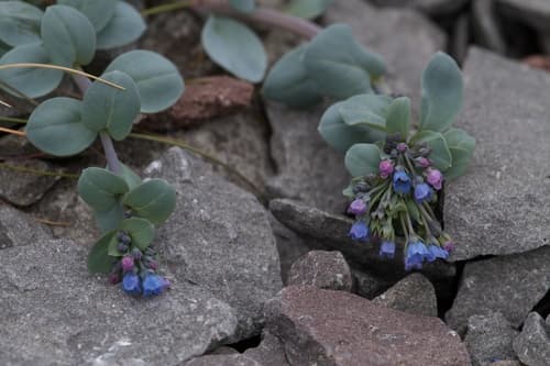 Oysterplant