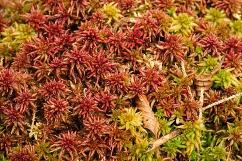 Divine Bogmoss