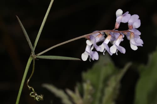 Fourleaf Vetch