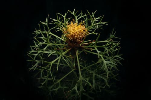Horny Cone-bush