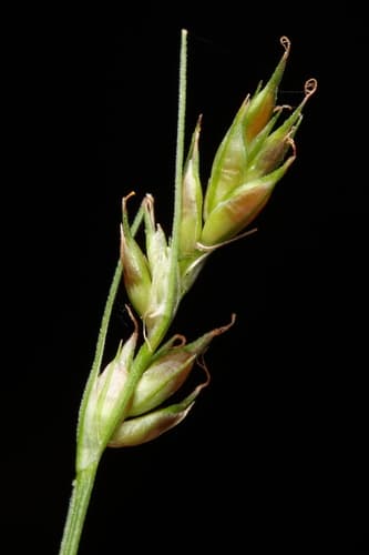 Dewey's Sedge