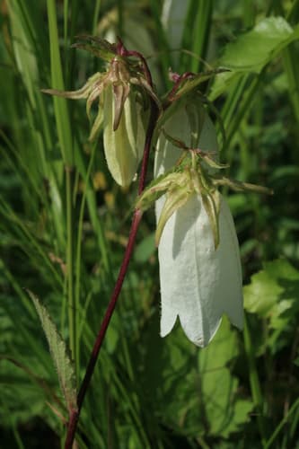 Spotted bellflower
