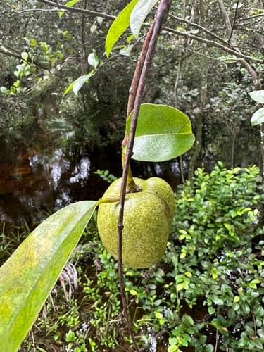 Pond Apple Bonsai