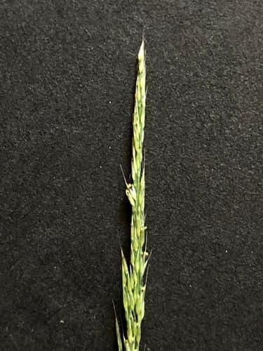 Nimblewill