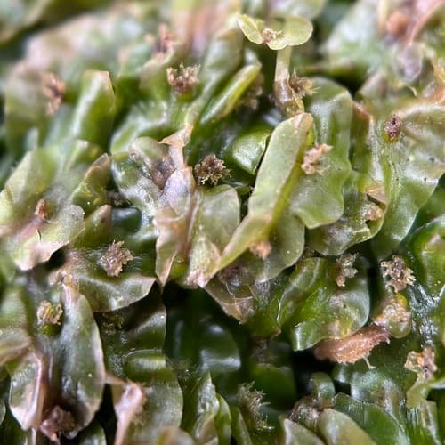Ribbonwort