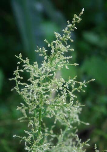 Juba's Bush