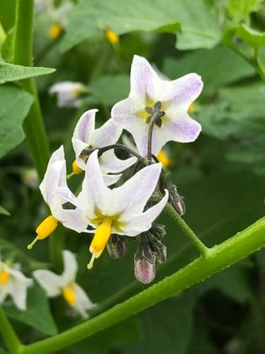 Forked Nightshade