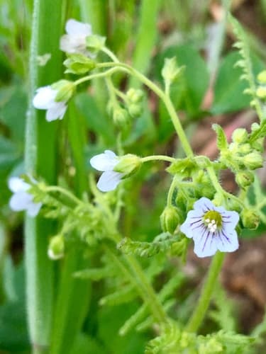 Wild Flowering Plant