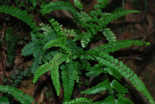 Lindsaea orbiculata