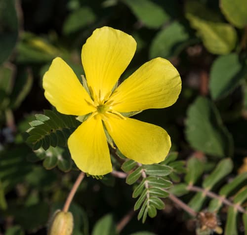 Jamaican feverplant