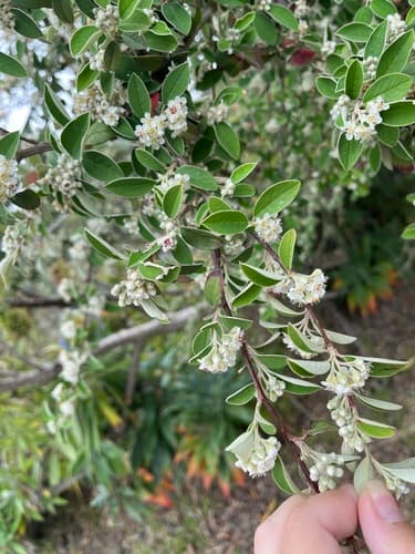 Silverleaf Cotoneaster Bonsai