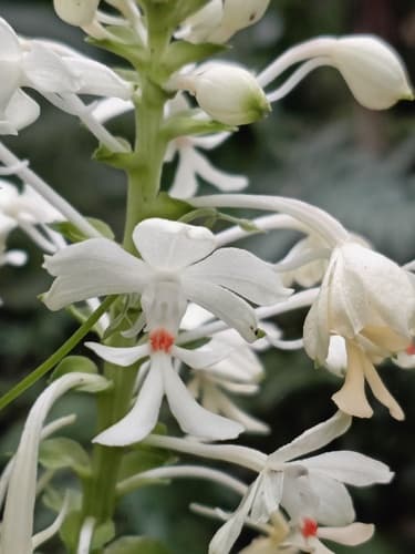 Christmas Orchid