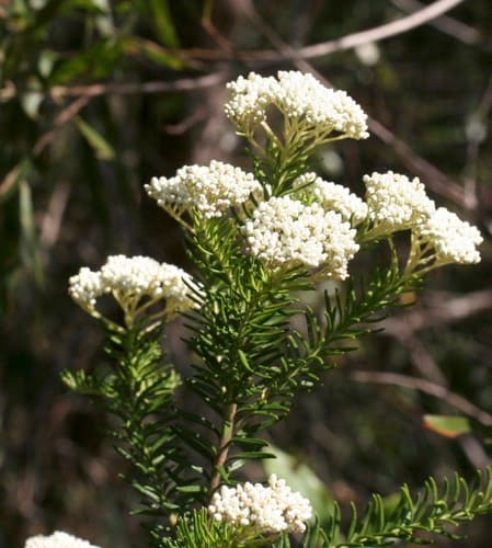 Sago Flower