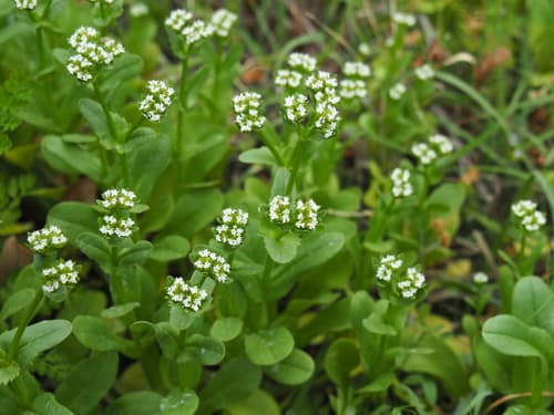Beaked Cornsalad