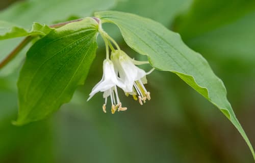Hooker's fairybells