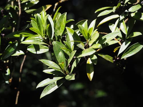 Myrsine seguinii Bonsai