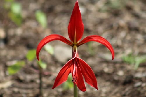 Aztec Lily