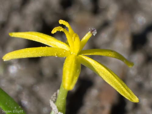 water star-grass