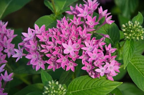 Egyptian Star-cluster