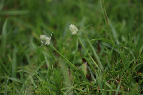 Fragrant Spikesedge