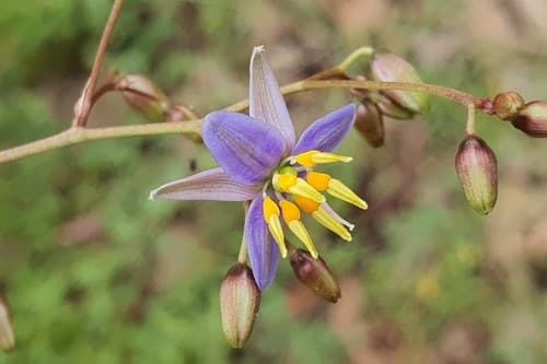 Pale Flax-Lily