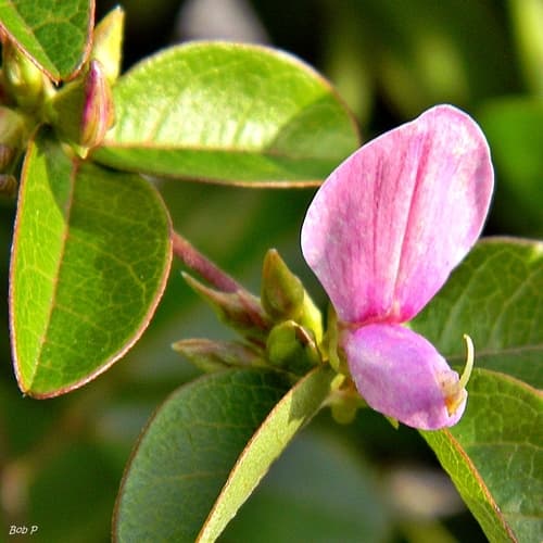 eastern milk-pea