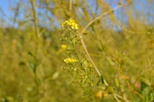 Austrian Field-Cress (Not a Bonsai)