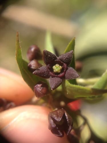black swallow-wort