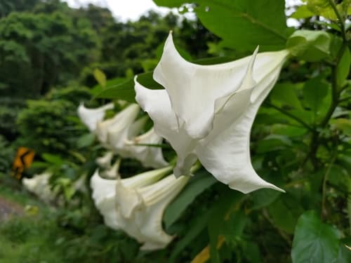 night bells