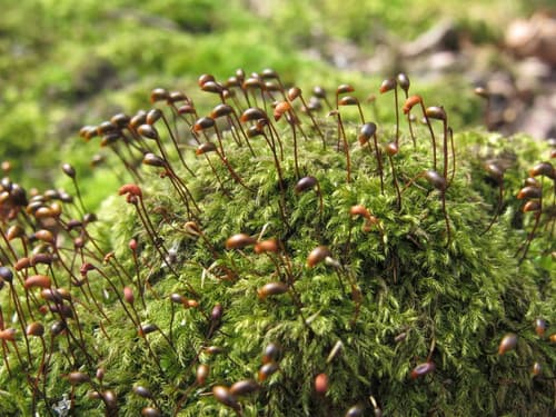 Velvet Feather-moss