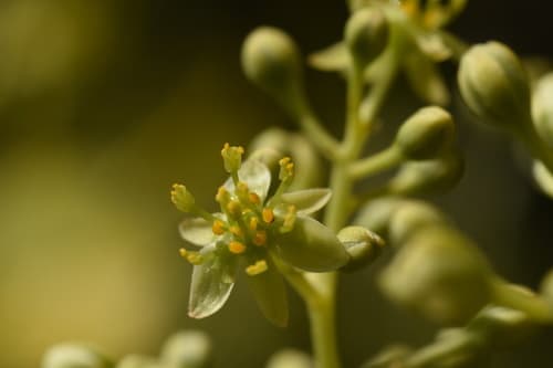 Zuiho Machilus