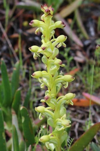Scented Orchid