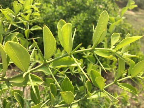 Needle Bush