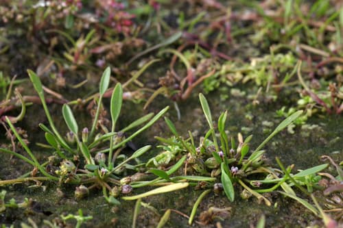 Water Mudwort
