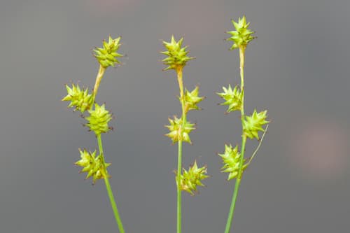 Inland Sedge