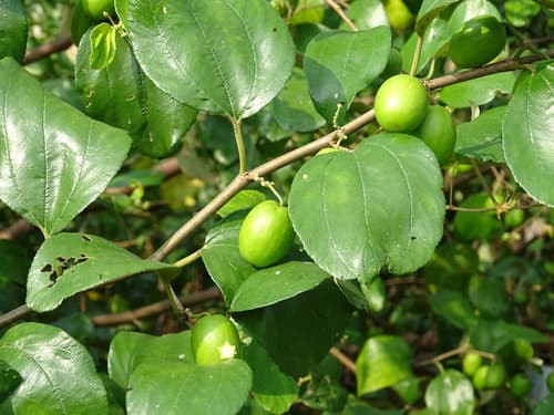 Chinese Apple