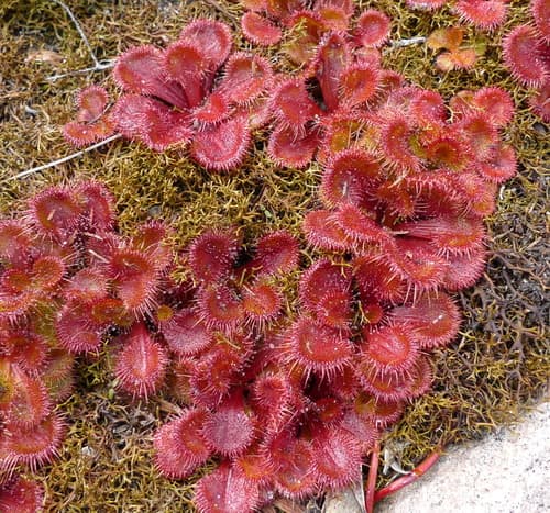 Scented Sundew