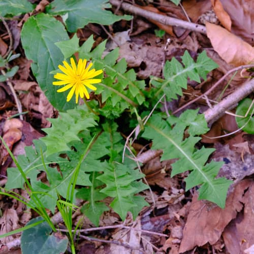 Stinking Aposeris